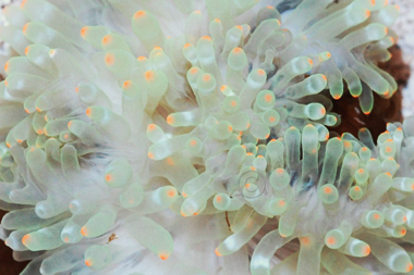 Orange Tip Bubble Anemone - Entacmaea quadricolor